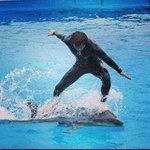 돌고래 서핑.<b>보드</b>처럼 태우고 돈받는거 보고 충격..