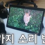아기고양이 <b>다양</b>한 소리 10가지 들려주고 반응보기