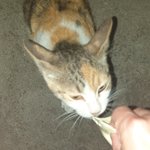 [이것좀봐줘] 길냥이 <b>새끼</b>낳았어요 보고가세요