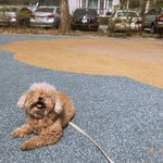 <b>꼬모</b>누리 강아지남매입니다