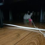 [고양이] 이쁜 고양이 별이를 소개합니다 : )