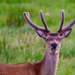 얘네 동물 아닐지도 몰라ㅎㅎ