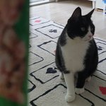 [고양이] 맛난거 드시는 무서운 으르신...ㅠㅠ