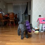 (귀<b>염주</b>의)우리집갠데 치질방석끼고돌아다님❤️❤️