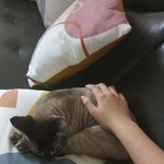 [댓글부탁해] 울 고앵이 <b>쿠션</b> <b>위</b>에서 잔다ㅠㅜㅜ