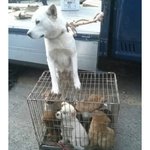 [꼭봐주세요] 도살장에 끌려가면서도 새끼를 지키려는 백구