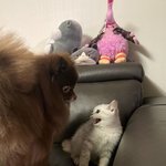 [크리스탈] <b>쿠마</b>
