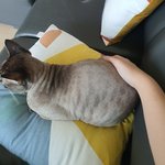 [드루와] 우리 <b>고앵이</b>~~