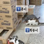 [고양이] [콩이와 흰둥이]-<b>외출</b>냥이