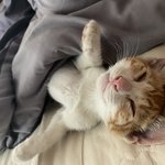 [고양이] 사람처럼 자는 고영희님 보고가<b>세여</b>