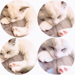 [고양이] 젠요가 방탄이를 소개합니다~