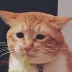 [강아지] 강아지가 물면 어떡하죠??