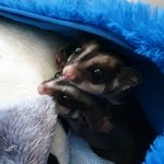[<b>다람쥐</b>] 강아지 고양이는 없지만