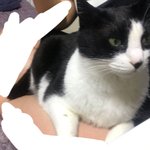 얘들아 원래 고양이 무릎위에 올라와<b>줌</b>? ㅠㅠㅠ
