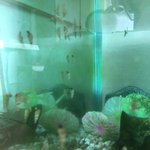 [댓글부탁해] 나처럼 골뱅이 키우는 사람 있냐