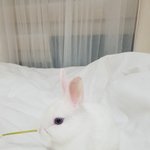 [댓글부탁해] 우리집 토끼 소개해요:)