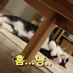 [고양이] 으르신의 일편단심... 전 왜 <b>악역</b>인거죠?ㅠㅠ