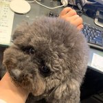 [댓글부탁해] 내동생동물병원에서일하는데..
