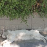 [꼭조언부탁] 길거리 <b>실신</b> 고양이 (급)