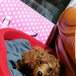 [방탄소년단] 민<b>홀리</b> 사진