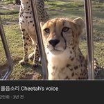아 너네 <b>치타</b> 울음소리 들어봤냐