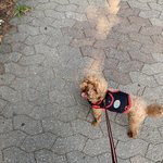 [강아지] 쪼마난 <b>몸집</b>이랑 다르게 이름은 어마무시한 토르