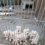 [강아지] 7남매 가족이 되어주세요