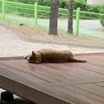 [드루와] 밖에나갔다가 <b>정자</b>에 누워있는 고양이찍음