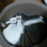 [고양이] 암모냥이트