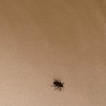 <b>벌레</b> 잘아는 사람 제발 제발 들어와줘