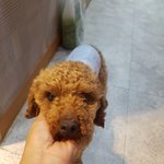 [강아지] 도로위에서 구조한 <b>푸들</b>