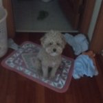 울 갱얼지 <b>바조</b> ㄹㅇ 개뽀짝뾰쨕