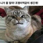 헐 조랭이떡 고양이 하늘로 돌아갔대ㅜ