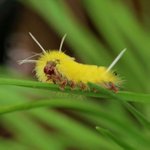 애벌레의 작은 발 자세히 본 적 있니?