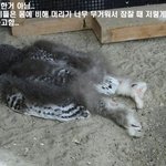 기절한거 아님 자는 거임!