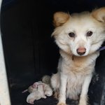[강아지] <b>산모</b>견 영양식 좀 부탁드려요