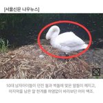 [이것좀봐줘] 애들이 백조알 깨뜨려서 <b>어미</b>가 죽었대