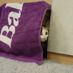 [고양이] 귀여운 삼색이 아기고양이의 <b>임보</b>/입양처를 찾고 있어요~...