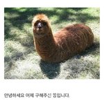 [드루와] <b>쿨톤</b>들아 블랙렌즈 껴라