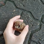 [19] 강아지보다 더 귀여운거 있다