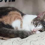 [고양이] 우리집 애옹이