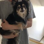 [강아지] 강아지도 슬프면 눈물을 흘려요!