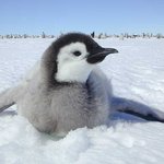 내가 이성을 만날 때 하는 행동 보고 물소라 욕하는 애들이 많은데...