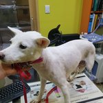 [강아지] 보나 사상충<b>주사</b> 맞고 왔습니다