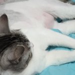 [고양이] 고양이 <b>뱃살</b>