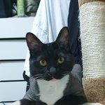 나도 고양이 자랑해보고싶었어