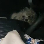 주차된 차에서 1년 넘게 사는 강아지