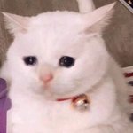 영어 잘 하는 판녀....