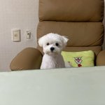 [강아지] <b>단호박</b>_주워먹고_와서_딱걸린_강아지.jpg