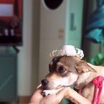 [고양이] 사무실<b>악독</b>한주인39 냥반댕반